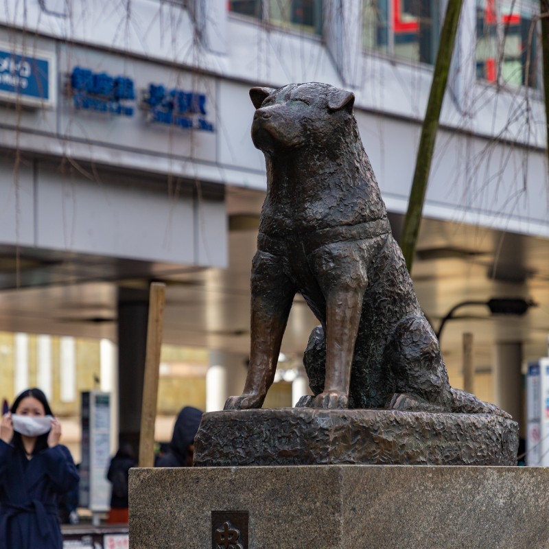 Statua commemorativa di Hachiko, il cane di razza Akita famoso per la sua fedeltà.