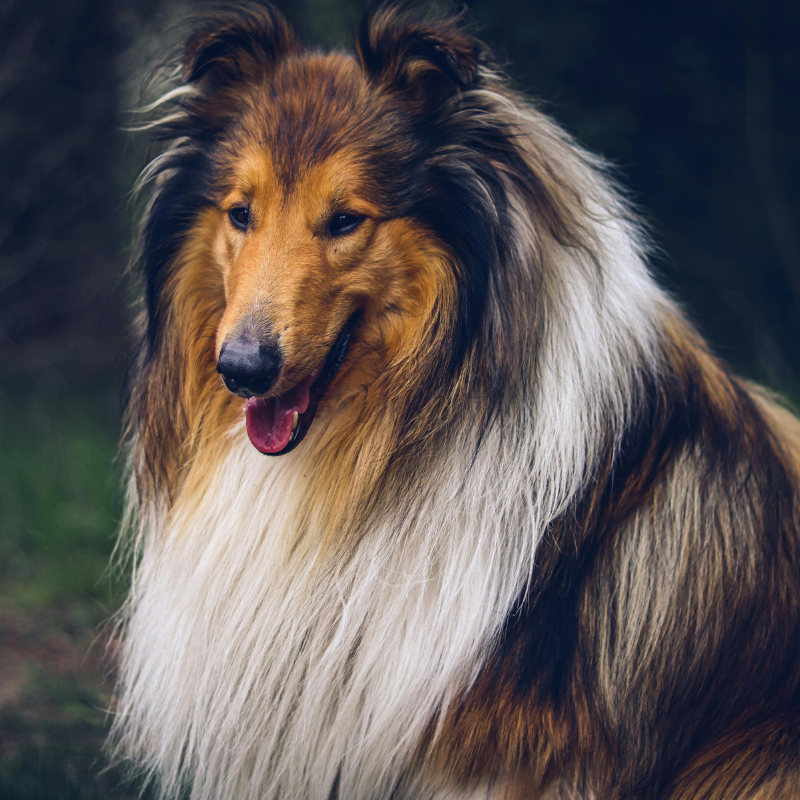Cane di razza Rough Collie che rimanda al cane famoso Lassie, protagonista di Torna a casa Lassie!