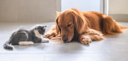 La cataratta nel cane e nel gatto: cos’è e come si può intervenire