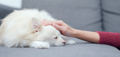 Il Morbo di Cushing nel cane