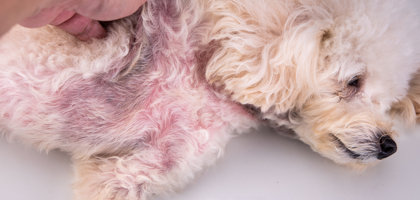 Dermatite nel cane: quali sono i sintomi e come curarla