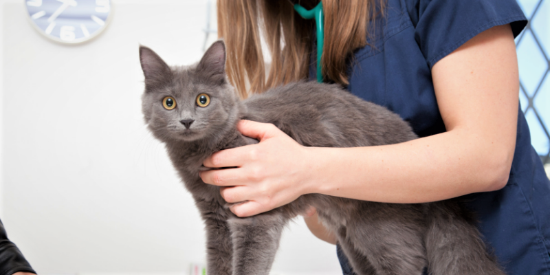 Cosa possono fare i veterinari