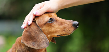 Patentino per proprietari di cani