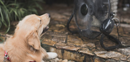 Il colpo di calore nel cane