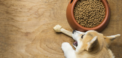L’alimentazione del cane nelle fasi della vita 