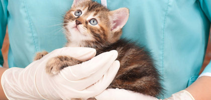 FELV (Feline Leukemia Virus, Virus della Leucemia Felina): cause, sintomi e cura