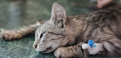 FIV (Feline Immunodeficiency Virus, Virus dell’Immunodeficienza Felina): cause, sintomi e cura