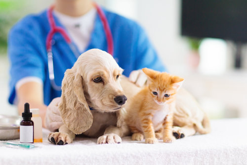 Perché è importante vaccinare il proprio cane e il proprio gatto