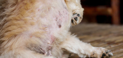 Tumori mammari del cane: cause, sintomi e l’intervento di mastectomia