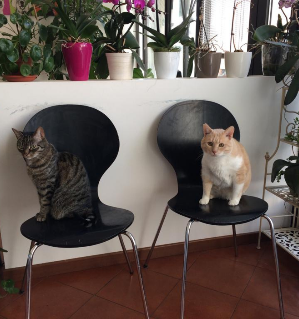 Due gatti seduti su sedie nere; il gatto di sinistra è un soriano grigio e quello di destra è bianco e crema. Sono circondati da varie piante in vaso in uno spazio interno luminoso con pavimento in cotto.