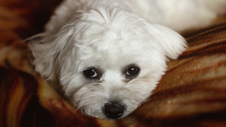 Anemia emolitica immunomediata nel cane