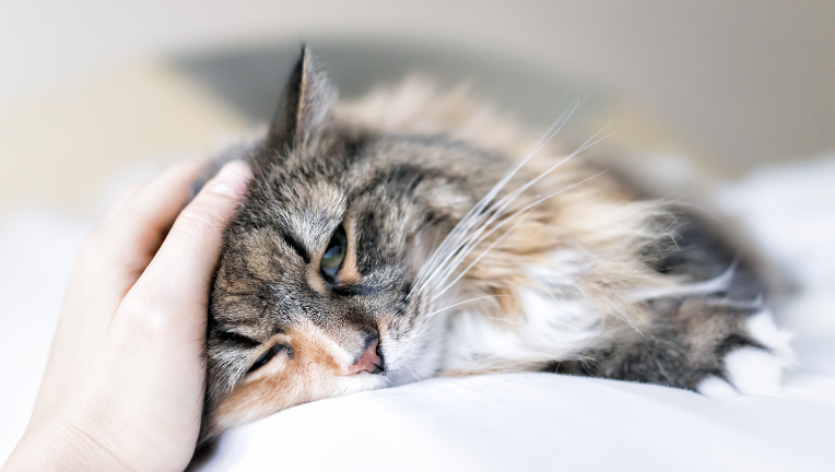 Gatto rilassato mentre viene accarezzato, segno di benessere e relazione positiva con il proprietario