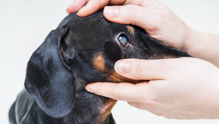Visita oculistica su un cane per la valutazione di patologie oculari presso la Clinica Veterinaria San Carlo di Brescia