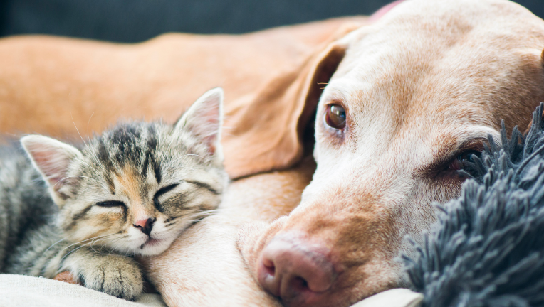 Gattino che dorme accanto a un cane adulto, immagine di tranquillità e benessere animale