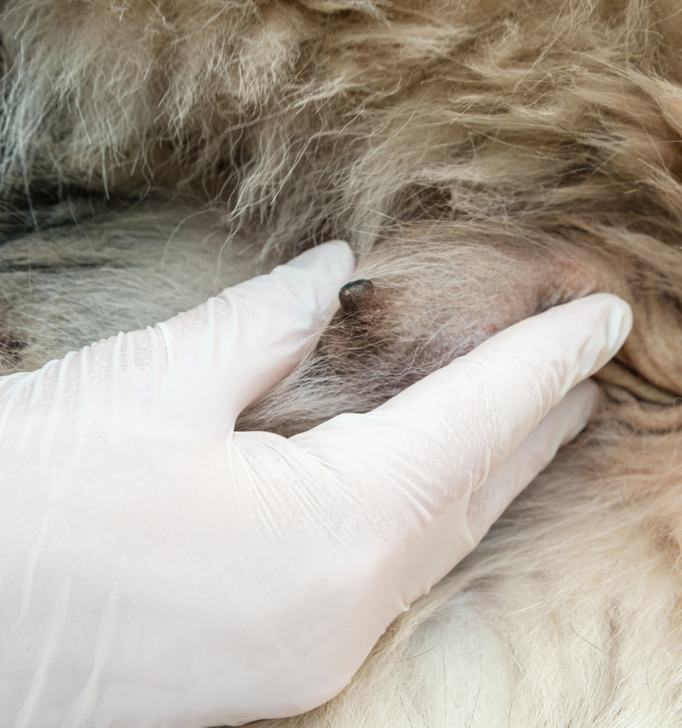 Controllo tumore mammelle