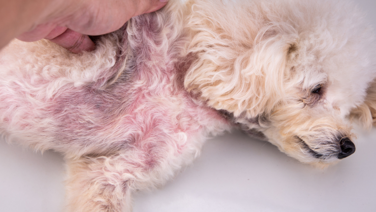 Dermatite nel cane: quali sono i sintomi e come curarla