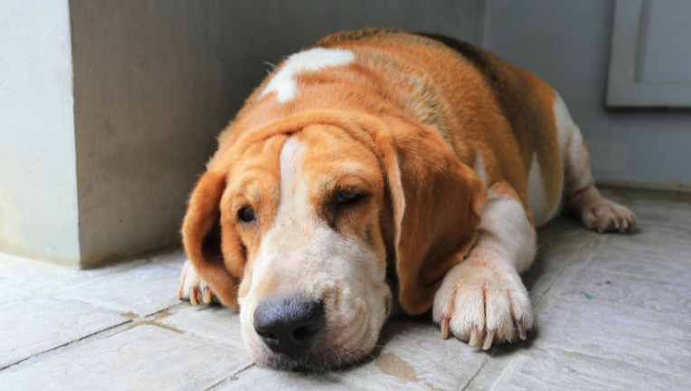 Diabete nel cane: cause, sintomi e cura