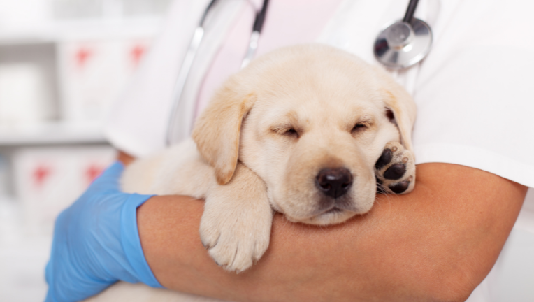 La displasia dell’anca nei cani e l’intervento di sinfisiodesi pubica per i cuccioli con sospetta displasia