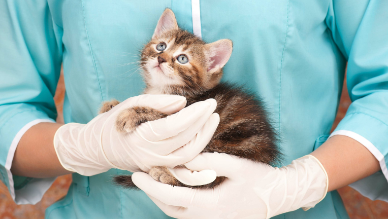 FELV (Feline Leukemia Virus, Virus della Leucemia Felina): cause, sintomi e cura