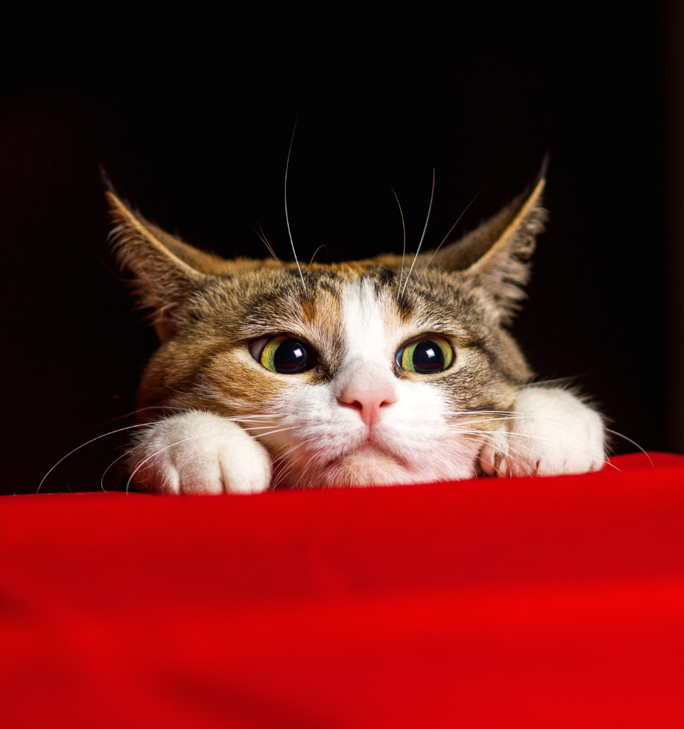 Gatto dai colori tigrati con pupille dilatate e orecchie in giù appoggiato ad un divano rosso