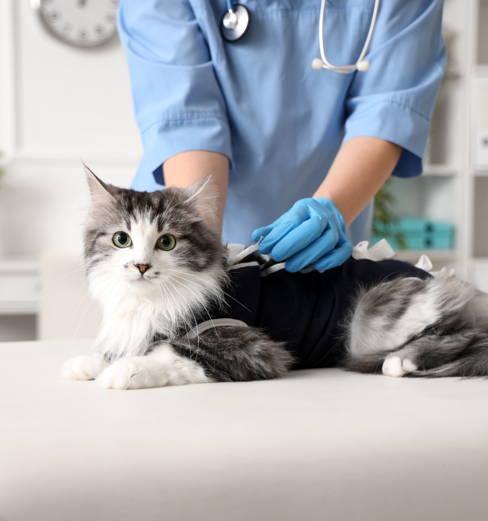 Gatto con tutina post operatoria