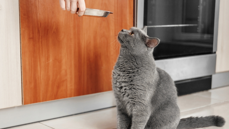 La Gengivostomatite Cronica (FCGS) nel gatto: cause, sintomi e trattamento