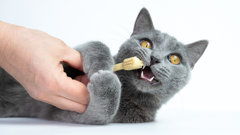 Come lavare i denti al proprio cane o gatto
