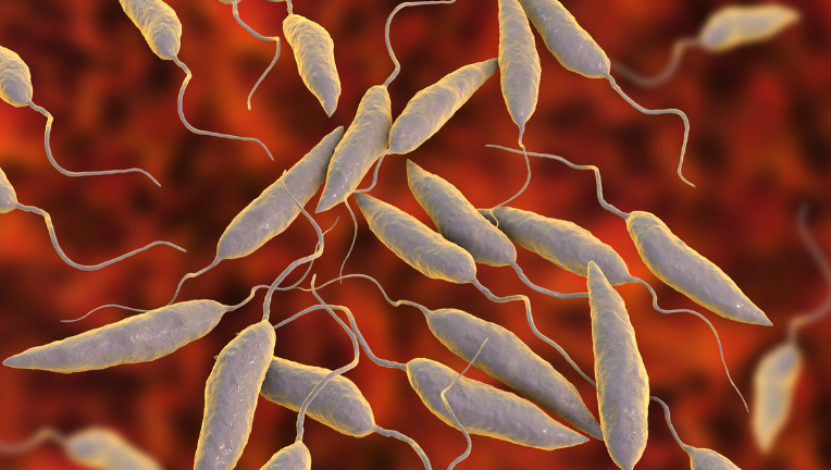 La Leishmaniosi: perché è importante la prevenzione e conoscerne i sintomi