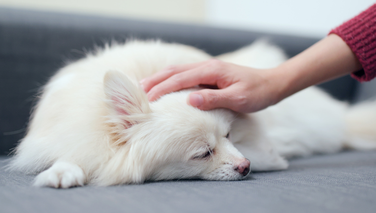 Il Morbo di Cushing nel cane