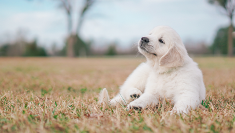 Parvovirosi Canina: cause, sintomi e cura