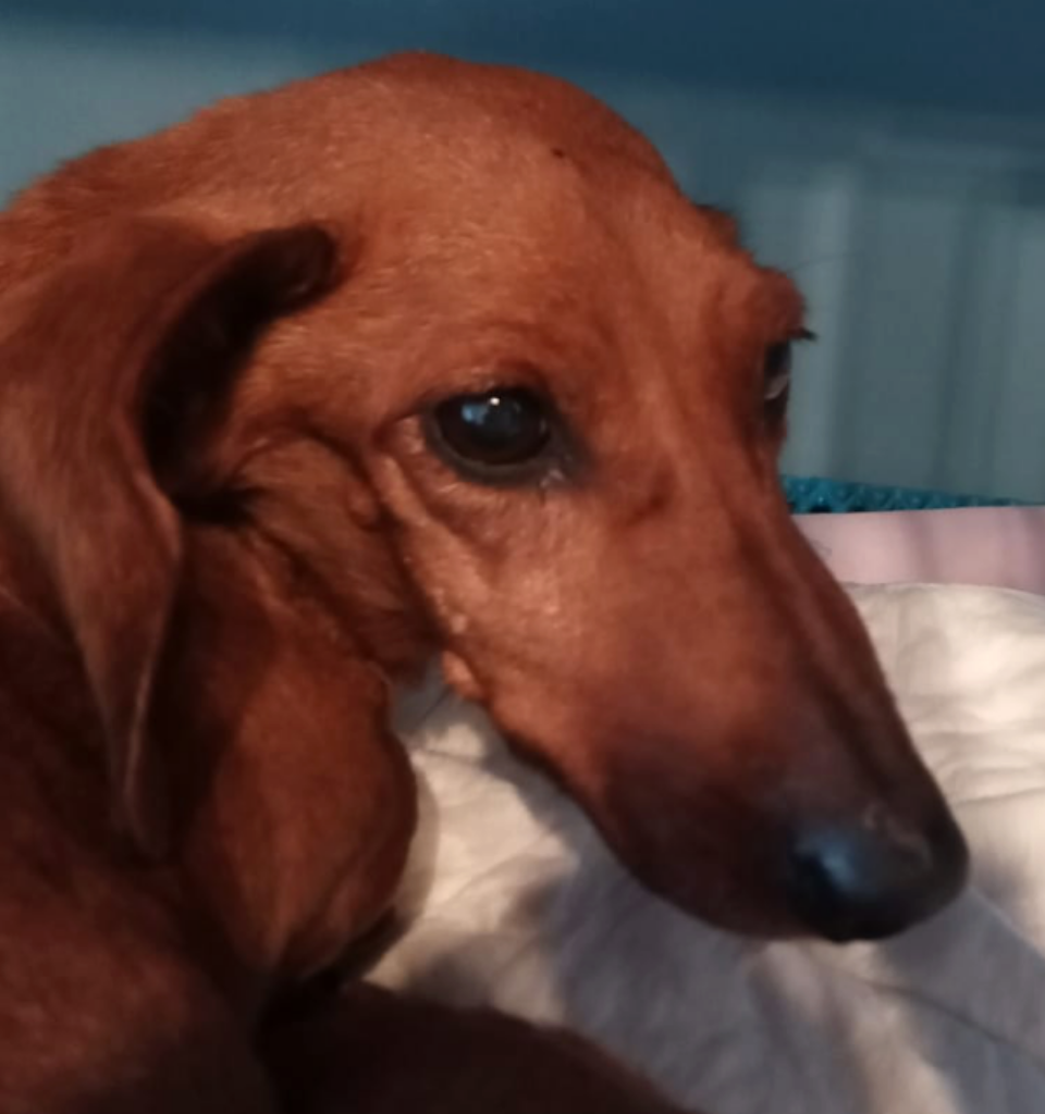 Perla, bassotta con crisi epilettiche