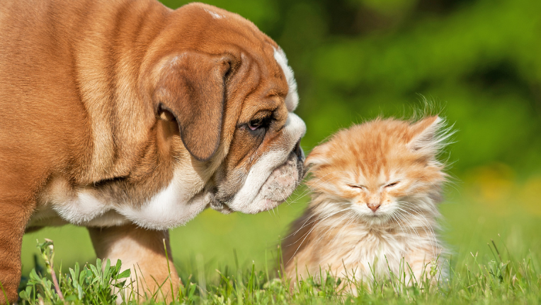 Profilassi primaverile: come proteggere cani e gatti da pulci, zecche e zanzare