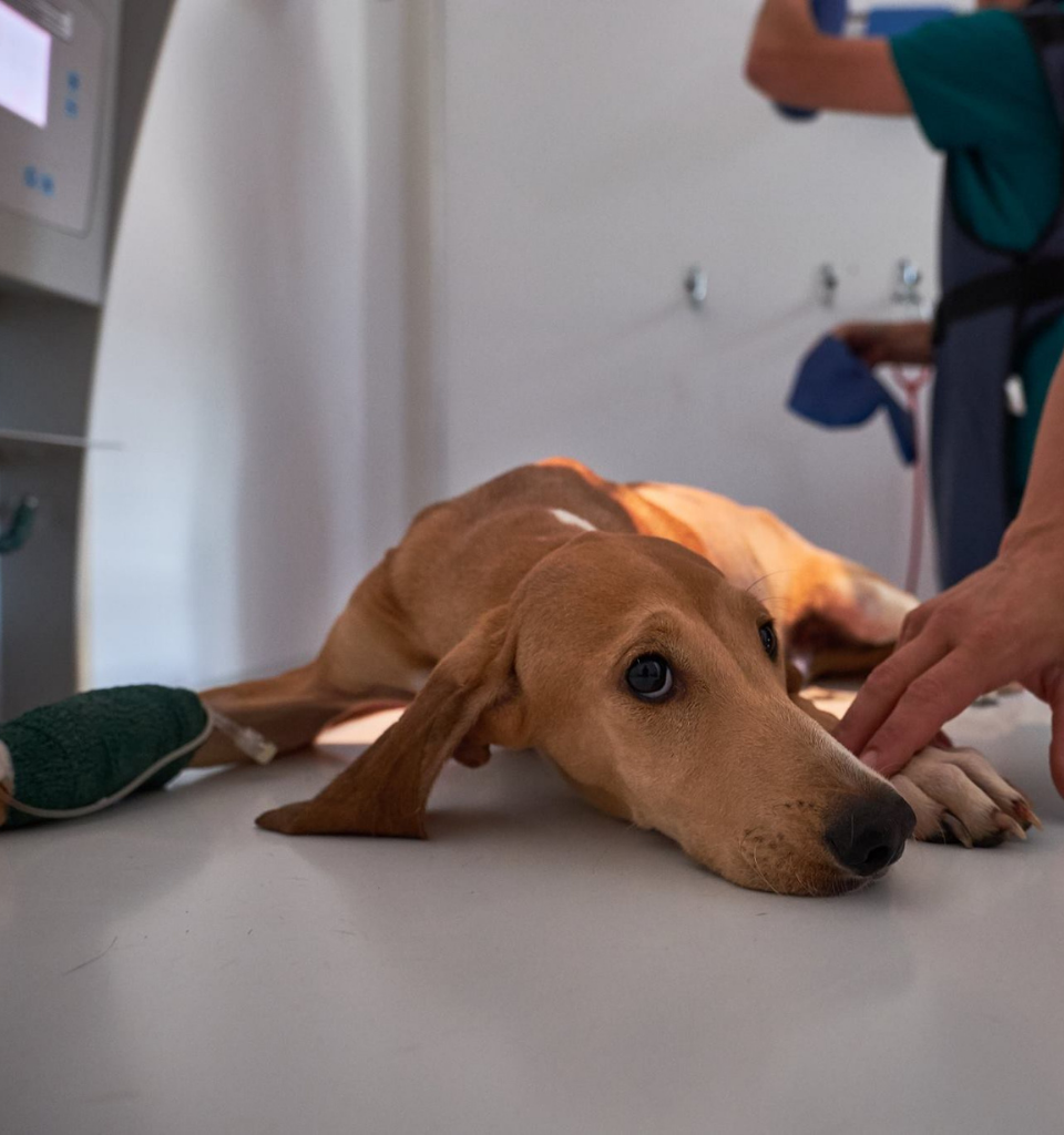 Pronto Soccorso veterinario Un cane marrone giace su un tavolo da visita veterinario, con un aspetto stanco o malato. Una persona tocca delicatamente il naso del cane, mentre un veterinario in camice lavora sullo sfondo.