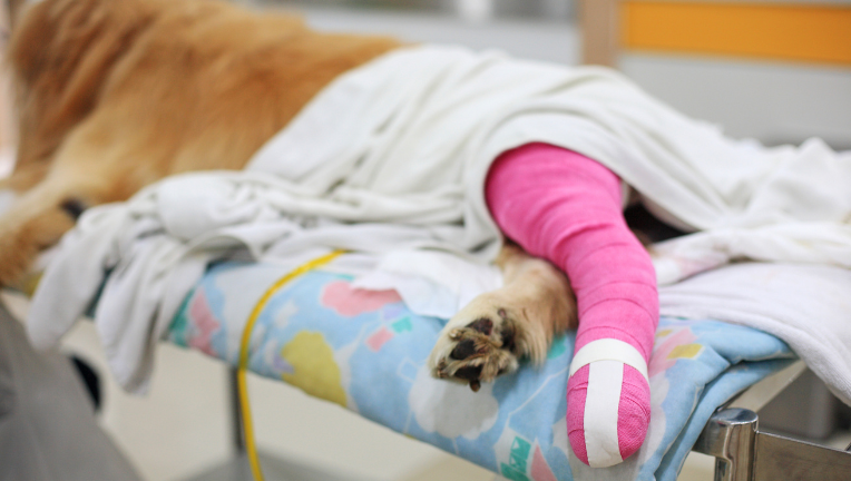 La Rottura del Legamento Crociato Craniale nel Cane: Sintomi e Trattamento