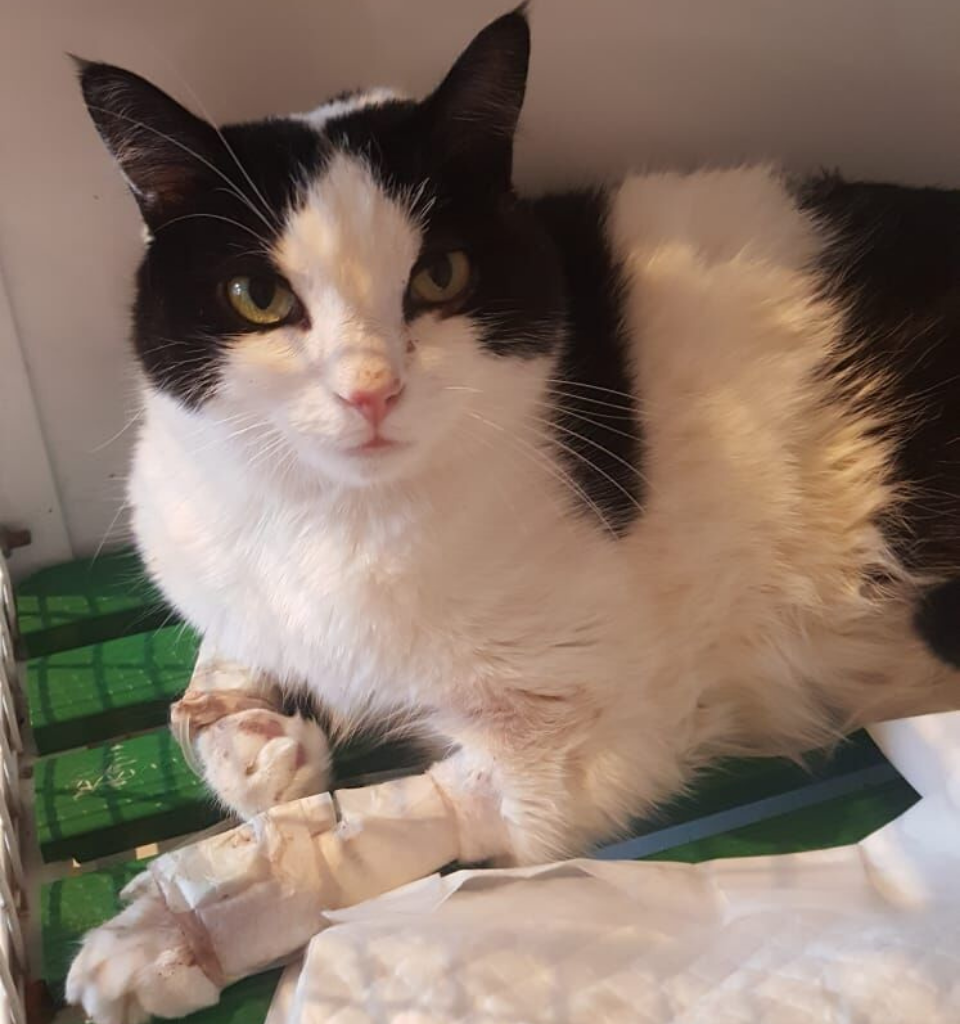 Rouge Un gatto bianco e nero giace su una superficie verde con una zampa anteriore fasciata e guarda direttamente la telecamera. Il gatto sembra essere in convalescenza, forse in una clinica veterinaria.