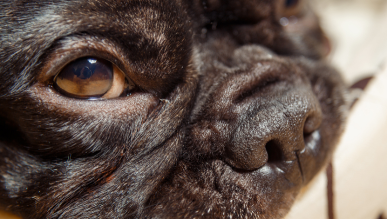 La Sindrome Brachicefalica o sindrome ostruttiva delle vie aeree superiori