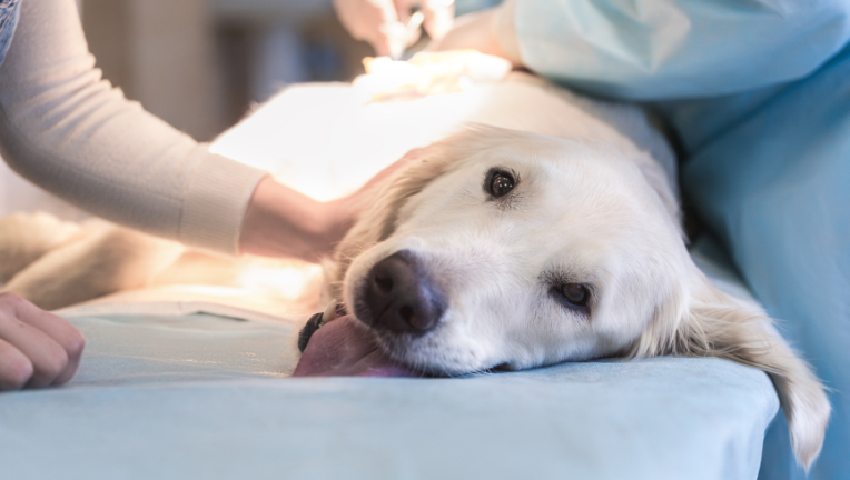 Sterilizzare cani e gatti: perchè è importante?