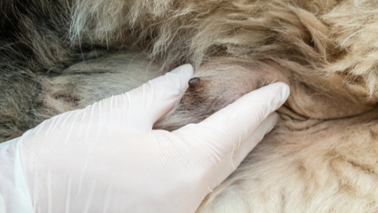 Tumori mammari del cane: cause, sintomi e l’intervento di mastectomia