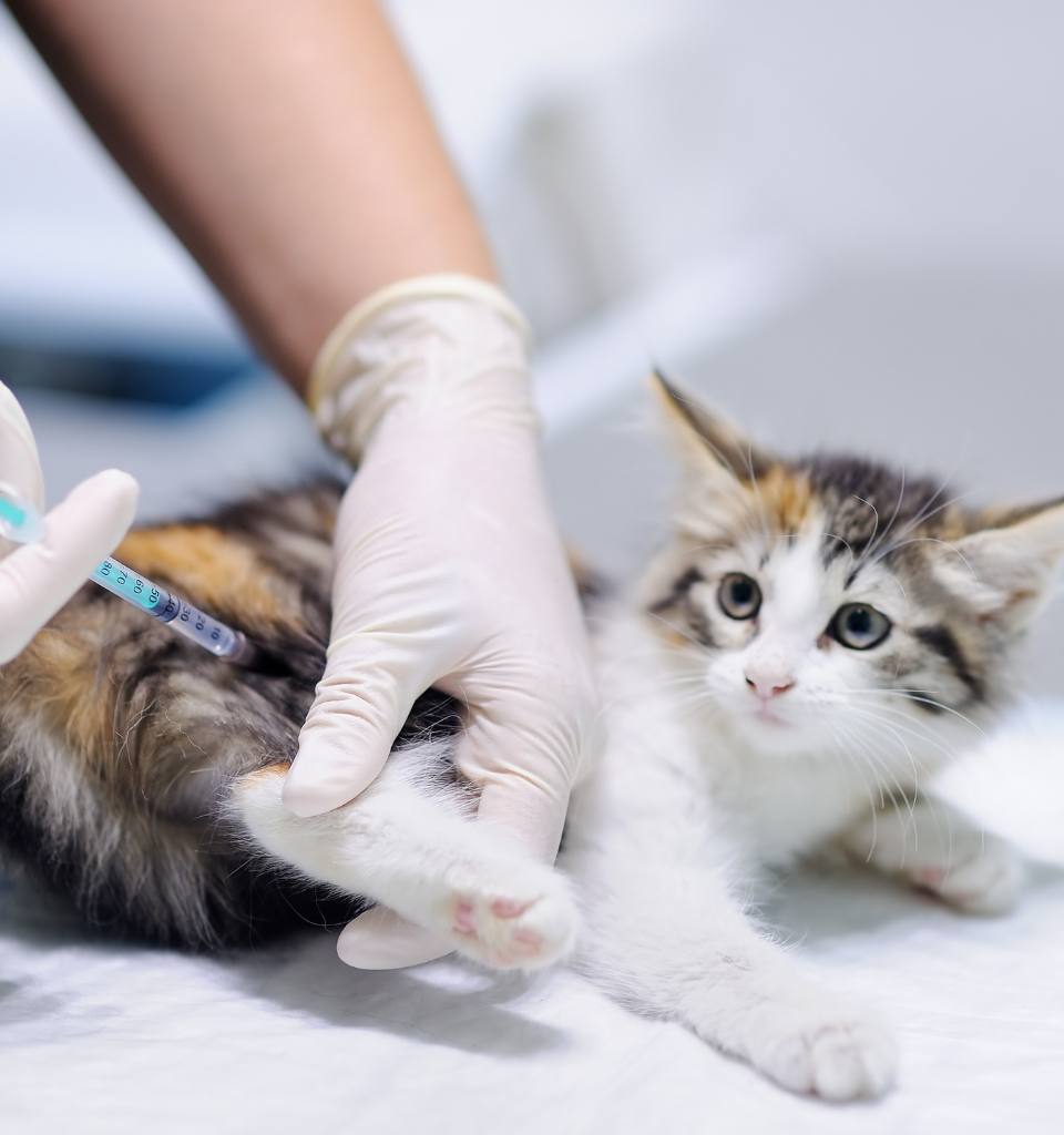 Vaccinazione gatto