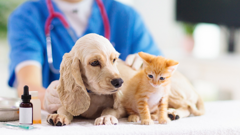 Perché è importante vaccinare il proprio cane e il proprio gatto