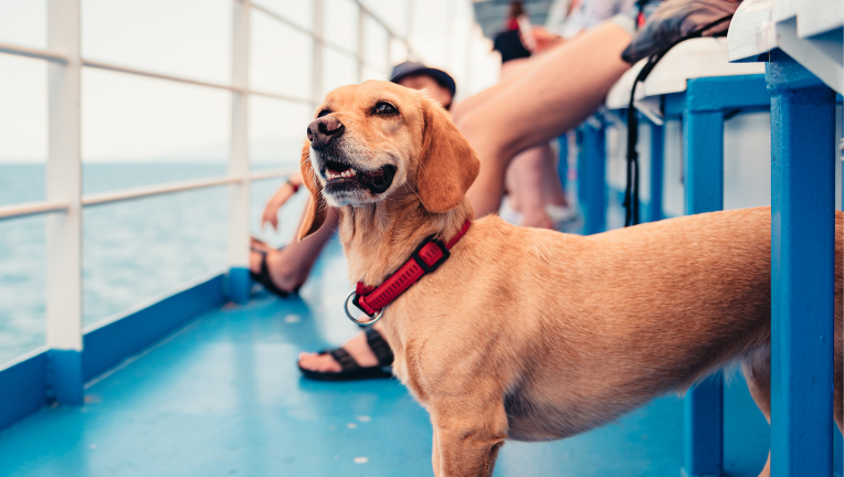 Viaggiare in Europa con i cani e i gatti: passaporto e vaccinazioni necessarie