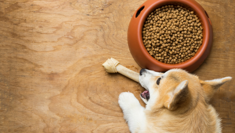 L’alimentazione del cane nelle fasi della vita