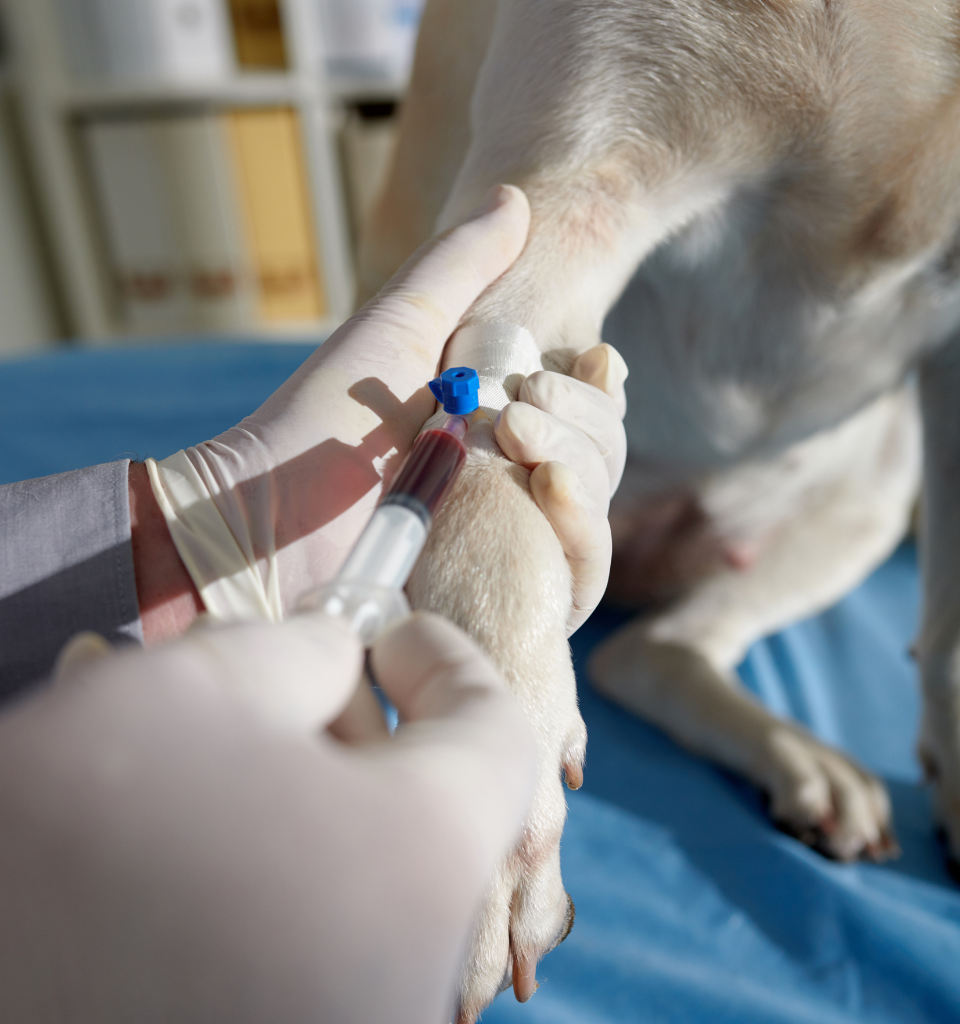 cane dona sangue La foto mostra un cane dal manto bianco mentre dona il sangue