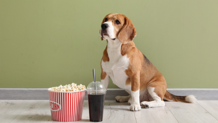 I cani più famosi nella storia del cinema