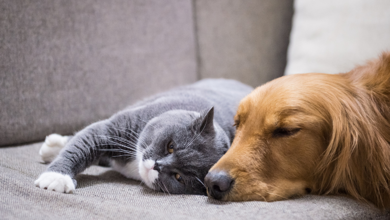 La cataratta nel cane e nel gatto: cos’è e come si può intervenire