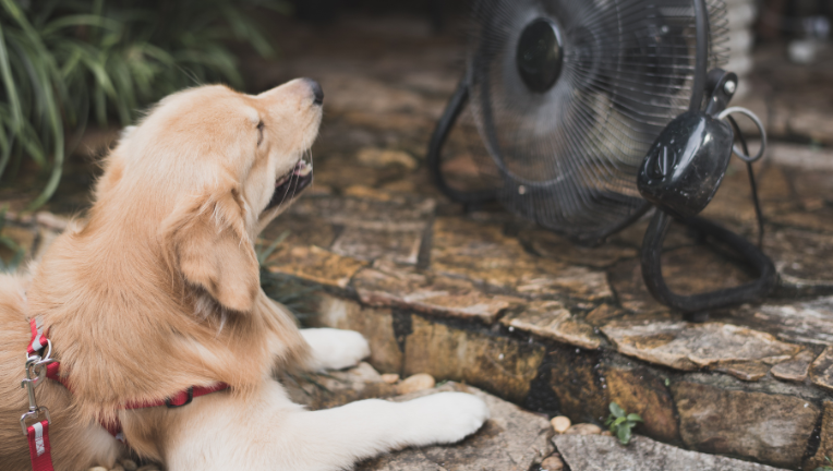 Il colpo di calore nel cane