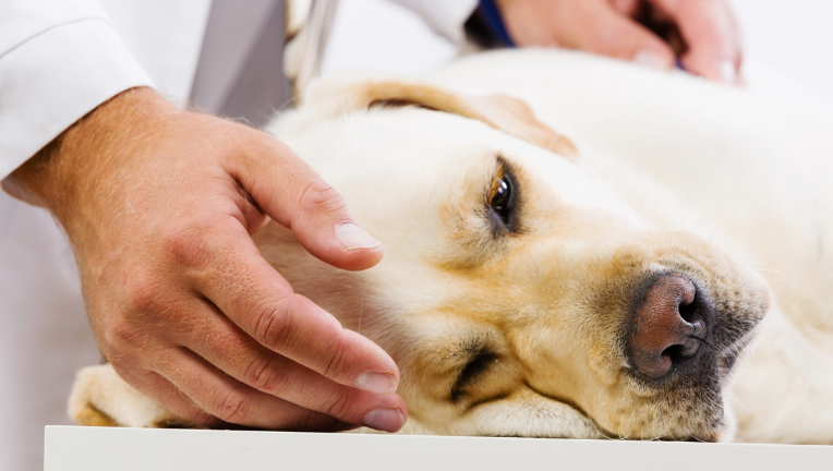 Cane sottoposto a visita veterinaria per valutazione clinica e monitoraggio dello stato di salute