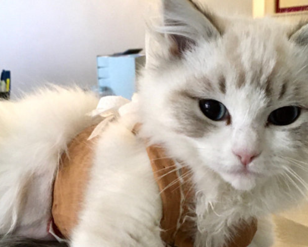 Un soffice gatto bianco e grigio che indossa una pettorina marrone è sdraiato e guarda direttamente la telecamera. Lo sfondo è leggermente sfocato e mostra una parete chiara e alcuni oggetti domestici.