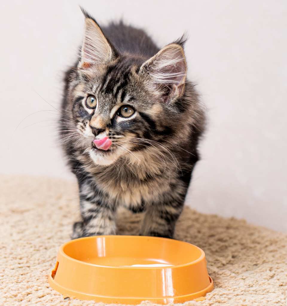 Gatto soddisfatto dopo aver finito di mangiare