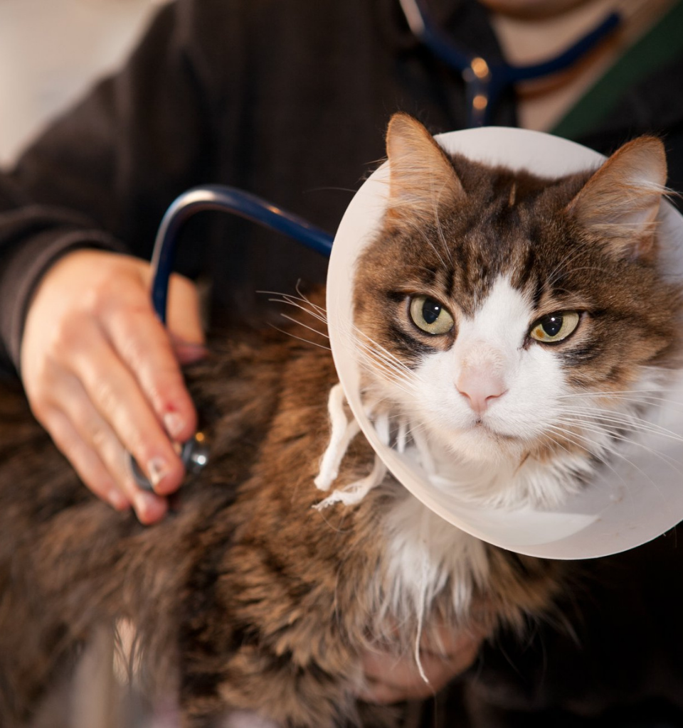 In un Pronto Soccorso Veterinario a Brescia, un gatto a pelo lungo che indossa un cono veterinario viene visitato da un veterinario che ne ascolta il torace con uno stetoscopio.